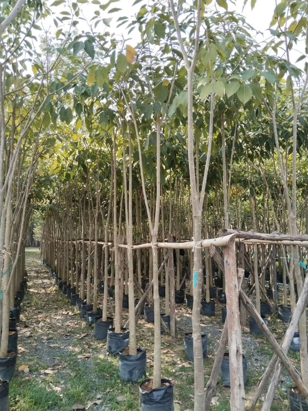 شجرة البونسيانا الرنف الملكي Delonix regia | شركة 29 العالمية