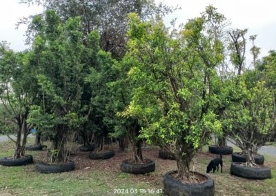 التين البنغالي Ficus benghalensis (3)