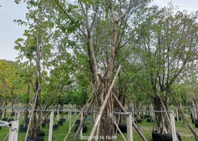 التين البنغالي Ficus benghalensis (3)
