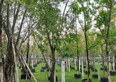 التين البنغالي Ficus benghalensis (7)