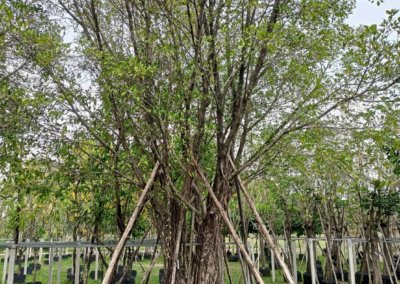 التين البنغالي Ficus benghalensis (9)