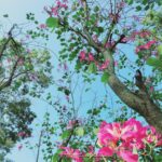022-مزرعة-اشجار-تايلاند1 (10)