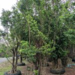 التين البنغالي Ficus benghalensis 1 1