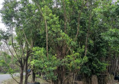 التين البنغالي Ficus benghalensis (1)