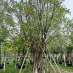 التين البنغالي Ficus benghalensis 10