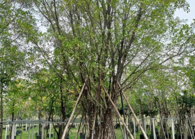 التين البنغالي Ficus benghalensis (10)