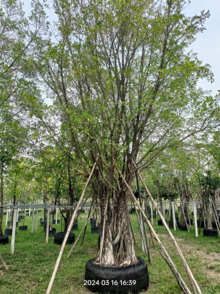 التين البنغالي Ficus benghalensis 10