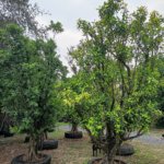 التين البنغالي Ficus benghalensis 2 1