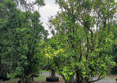 التين البنغالي Ficus benghalensis (2)