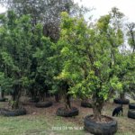 التين البنغالي Ficus benghalensis 3 1