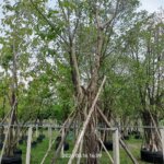 التين البنغالي Ficus benghalensis 3