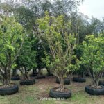التين البنغالي Ficus benghalensis 4 1
