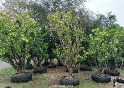 التين البنغالي Ficus benghalensis (4)
