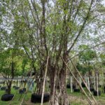 التين البنغالي Ficus benghalensis 4