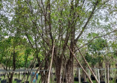 التين البنغالي Ficus benghalensis (4)