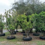التين البنغالي Ficus benghalensis 5 1