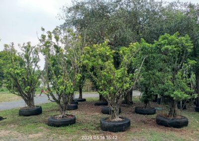 التين البنغالي Ficus benghalensis (5)