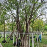 التين البنغالي Ficus benghalensis 5