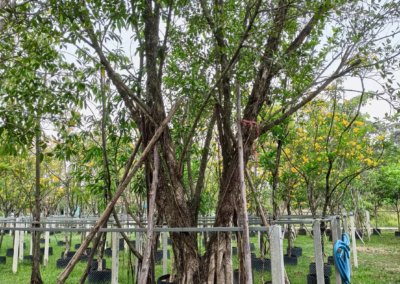 التين البنغالي Ficus benghalensis (5)