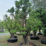 التين البنغالي Ficus benghalensis 6 1