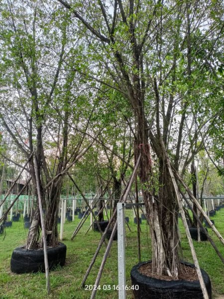 التين البنغالي Ficus benghalensis 6