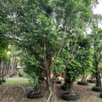 التين البنغالي Ficus benghalensis 7 1