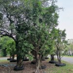 التين البنغالي Ficus benghalensis 8 1
