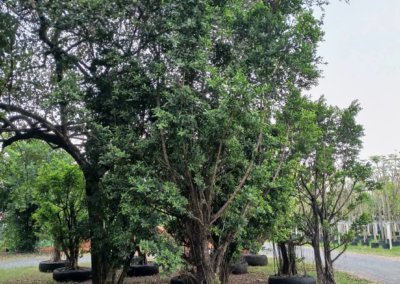 التين البنغالي Ficus benghalensis (8)