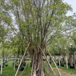 التين البنغالي Ficus benghalensis 9