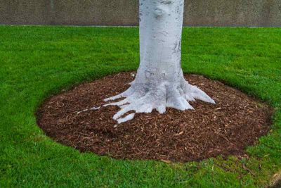 mulching around trees