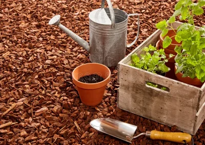 watering can trowel seedlings over mulch planting pots steel wooden box full red pine bark outdoors 68388099