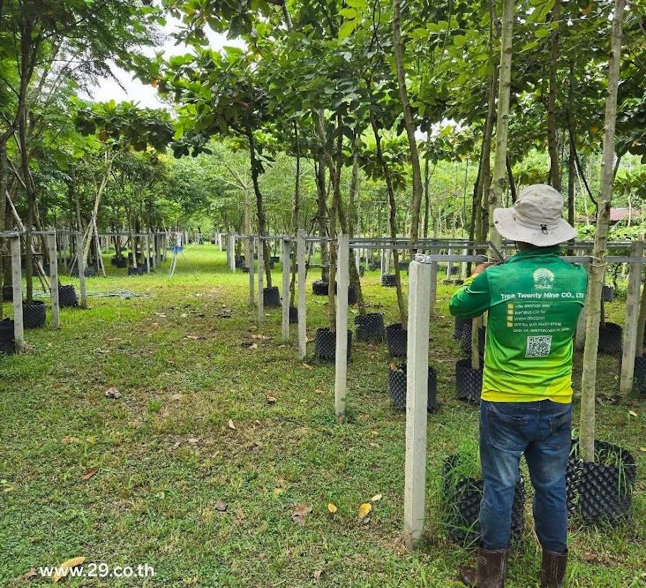 Tree Farm Background