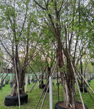 التين البنغالي Ficus benghalensis (6)